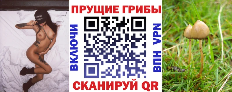 где купить наркоту  Курчатов  Псилоцибиновые грибы GOLDEN TEACHER 